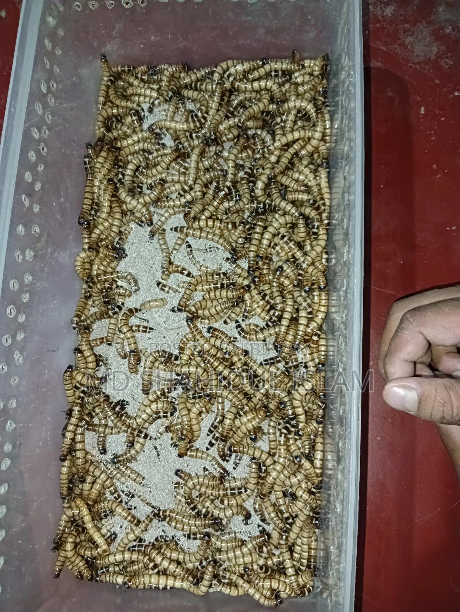 বিটল মাদার & সুপারওয়ার্ম দামি মুরগী ও পাখিকে খাওয়ানোর জন্য নিতে পারেন