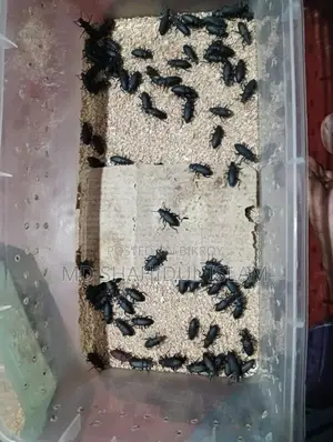 বিটল মাদার & সুপারওয়ার্ম দামি মুরগী ও পাখিকে খাওয়ানোর জন্য নিতে পারেন