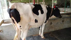১১৫১ নং গাভী গরু নিঃসন্ধেহে ভালো হবে।