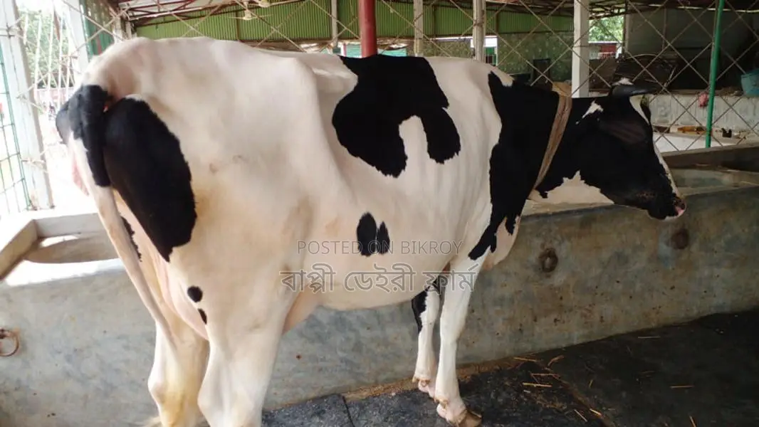 ১১৫১ নং গাভী গরু নিঃসন্ধেহে ভালো হবে।