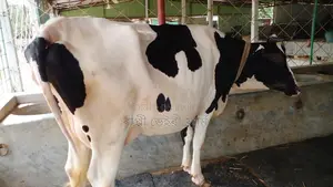 ১১৫১ নং গাভী গরু নিঃসন্ধেহে ভালো হবে।