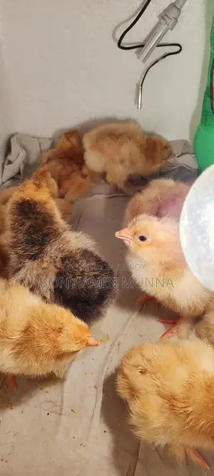 Colombian Buff Brahma chicks for sale
