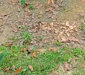 Land Sale