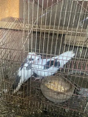 পায়রা কবুতর