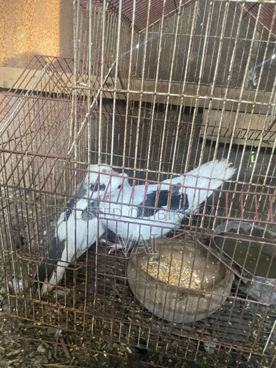পায়রা কবুতর
