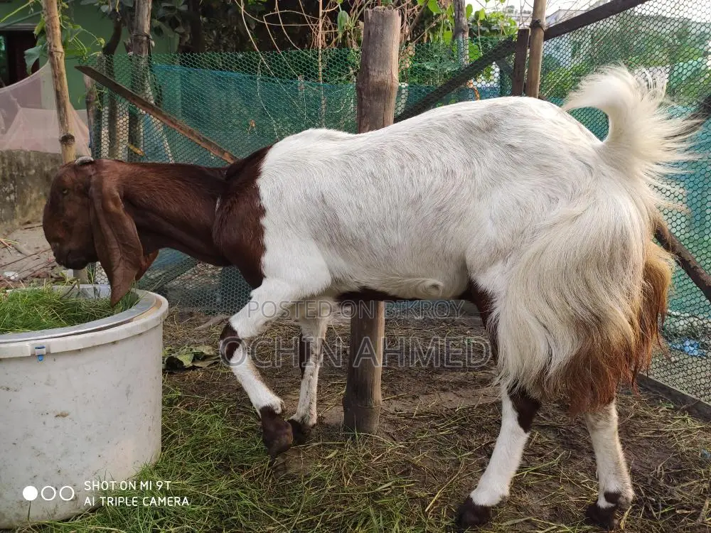 Muti Tota Goat for Sale