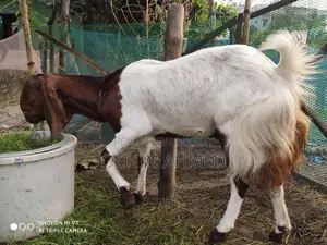 Muti Tota Goat for Sale