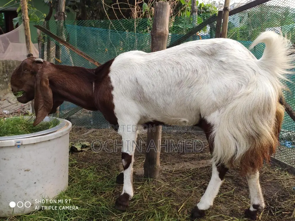 Muti Tota Goat for Sale