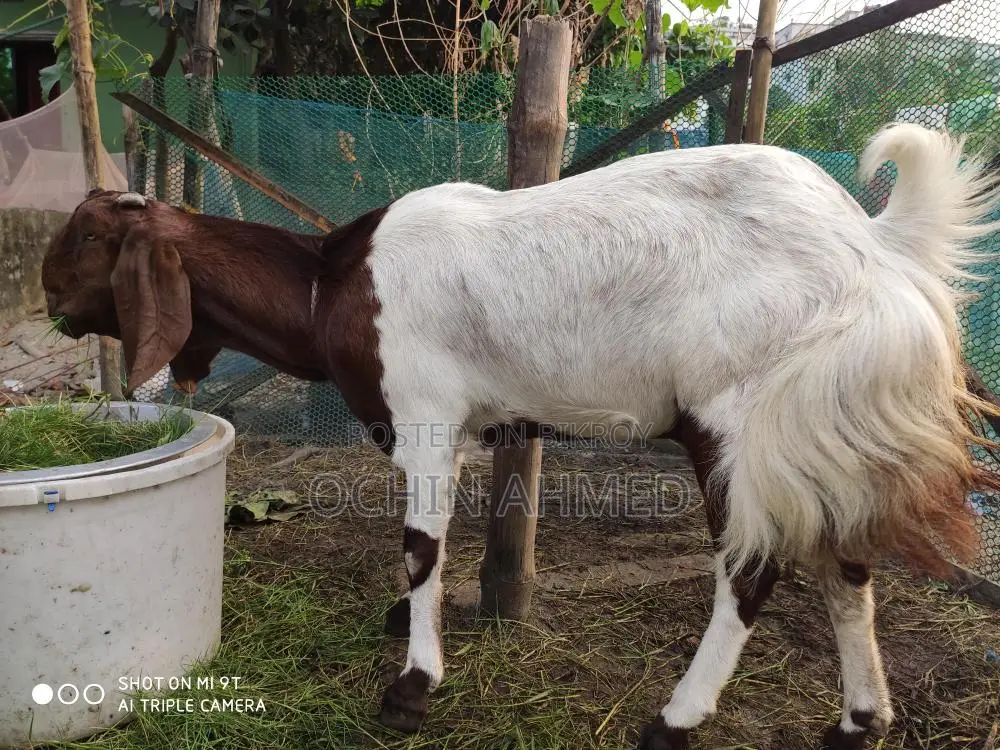 Muti Tota Goat for Sale