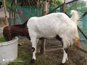 Muti Tota Goat for Sale