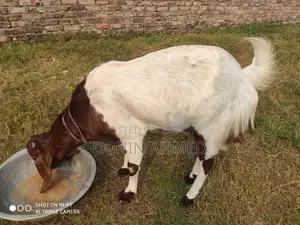 Muti Tota Goat for Sale