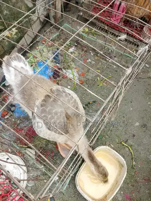 রাজা হাসের বাচ্চা