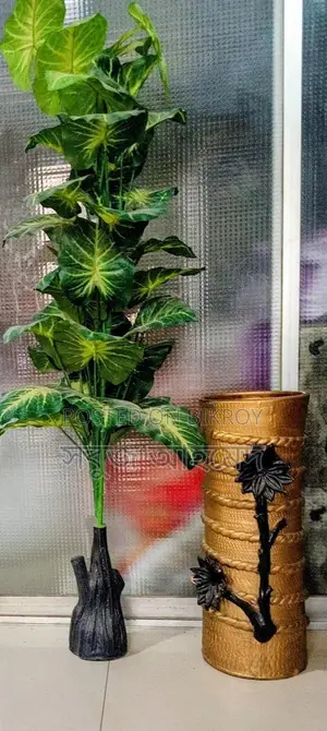 Get the Largest Premium Golden Taro Plant with Pot at a Great Price