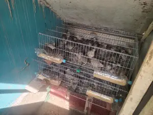 Need Tiger chicken hatching eggs
