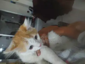 Cat for Sale