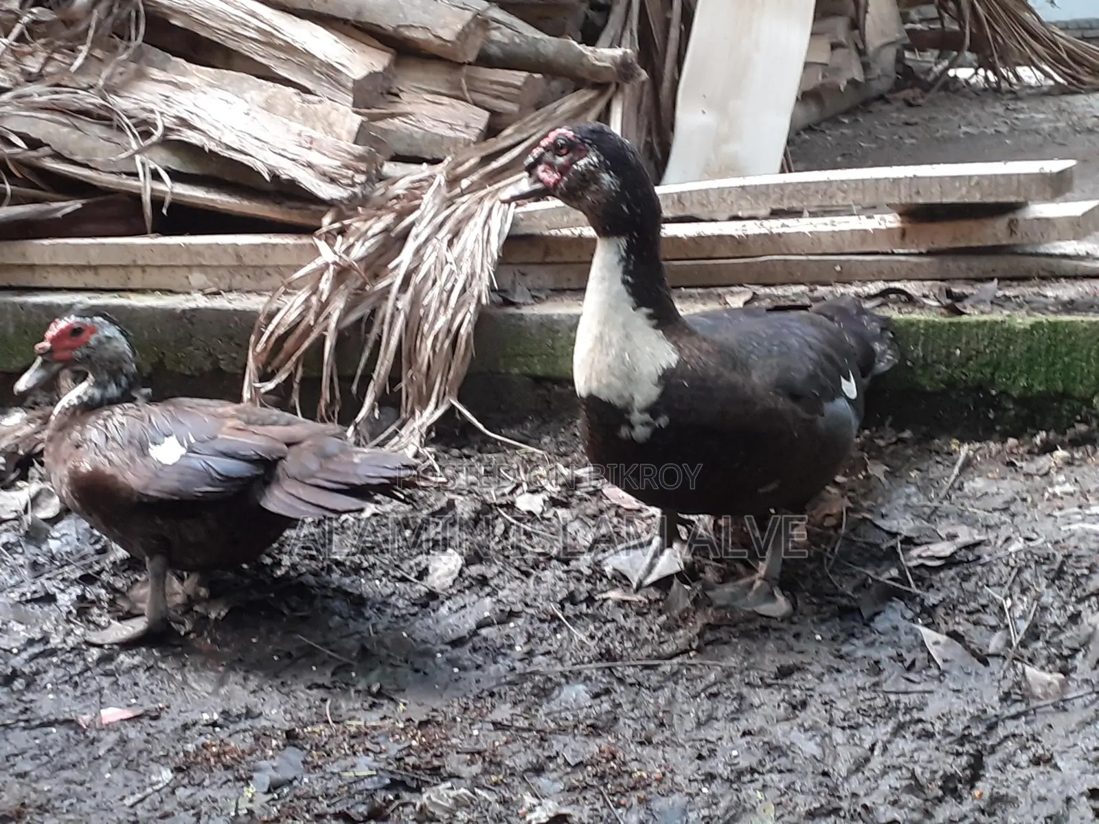 ডিম পাড়া চিনা হাস