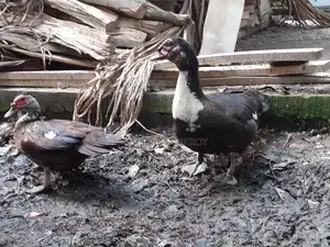 Egg-laying Chinese Ducks