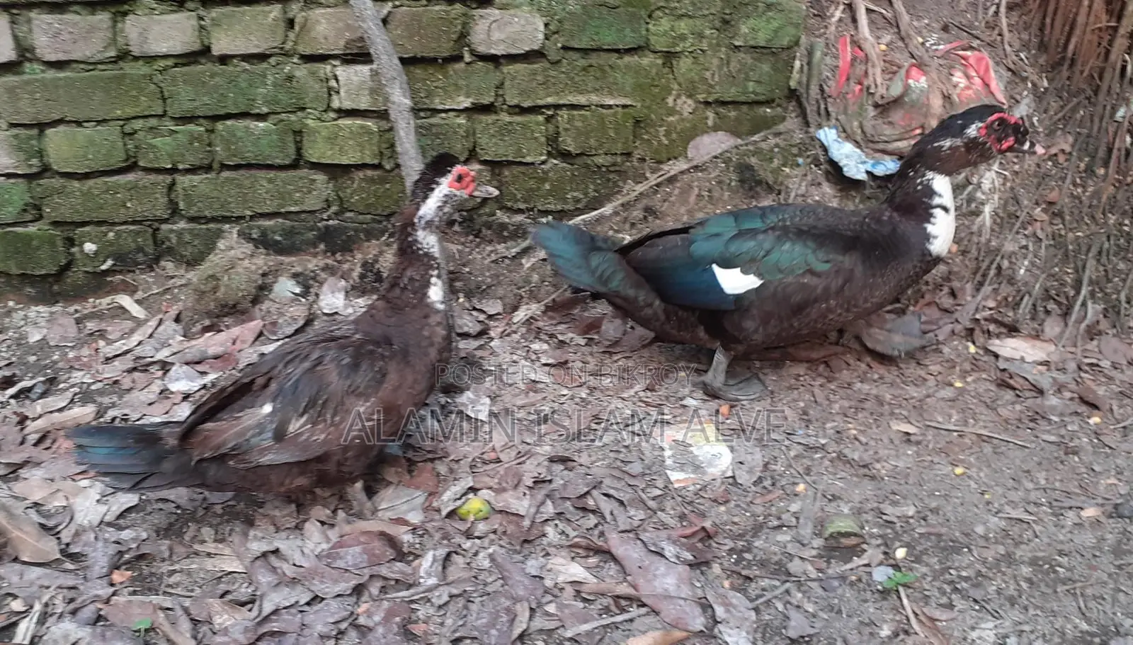 ডিম পাড়া চিনা হাস