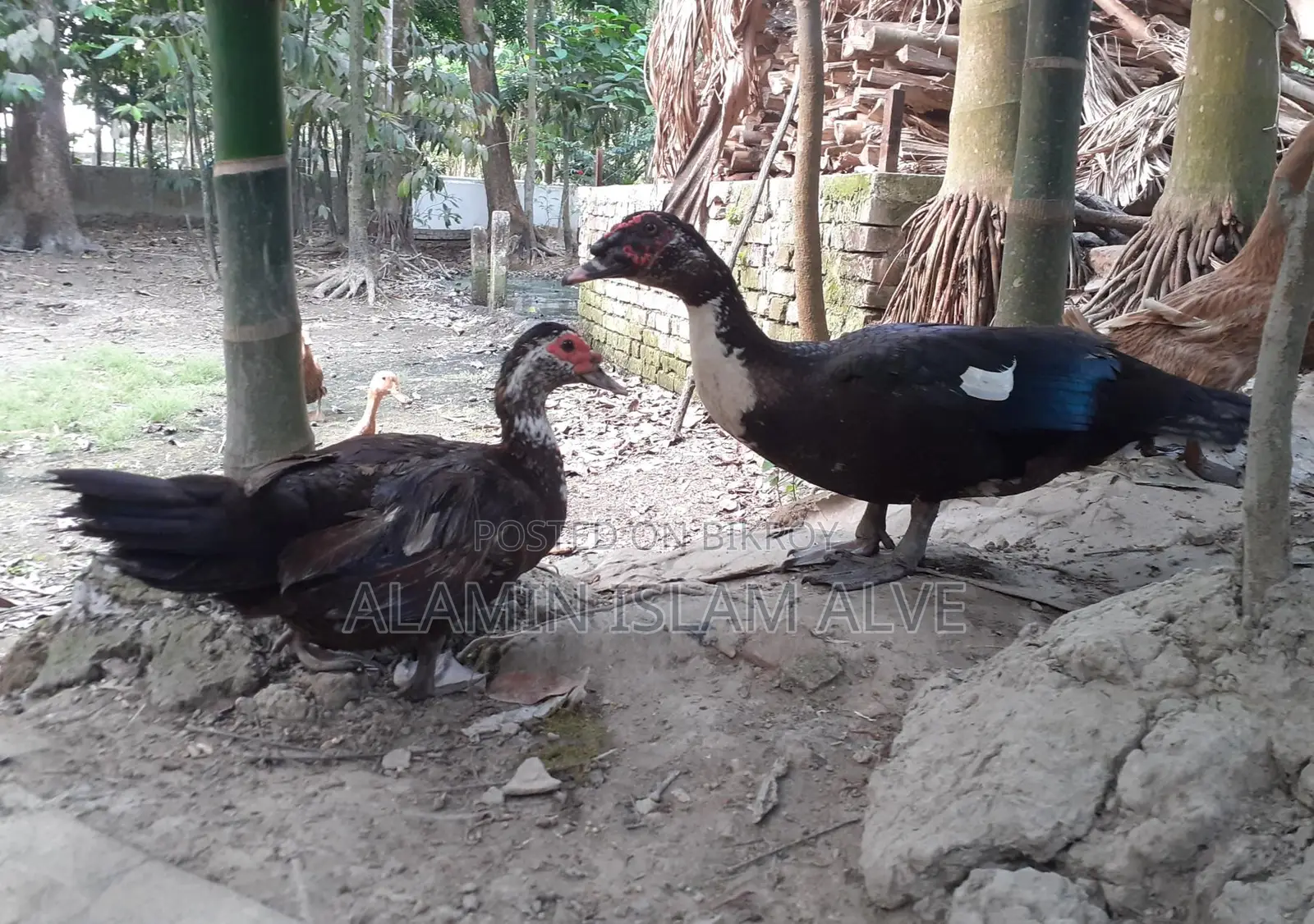 ডিম পাড়া চিনা হাস