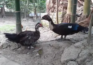 ডিম পাড়া চিনা হাস