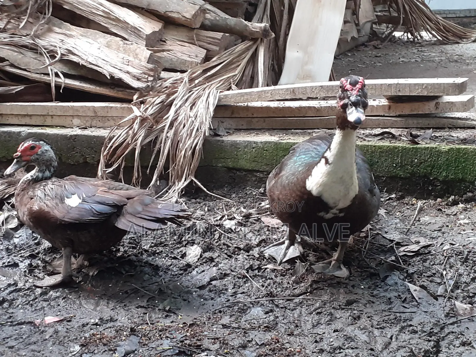 ডিম পাড়া চিনা হাস