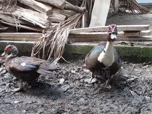 ডিম পাড়া চিনা হাস
