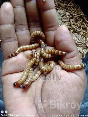 বিটল লার্ভা পোকা