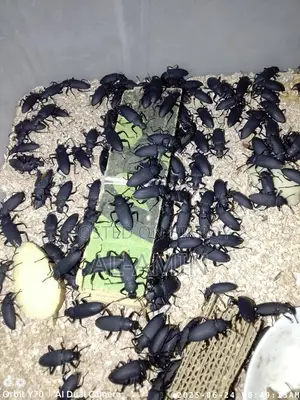 বিটল লার্ভা পোকা