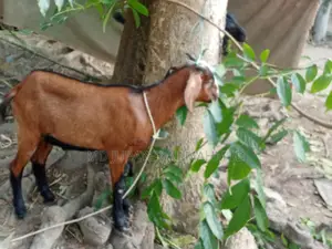 তিনটি খাসি ও একটি বকরি ছাগল বিক্রি করা হবে