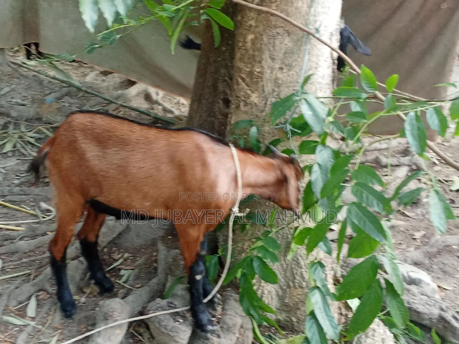 Three castrated goats and one female goat for sale