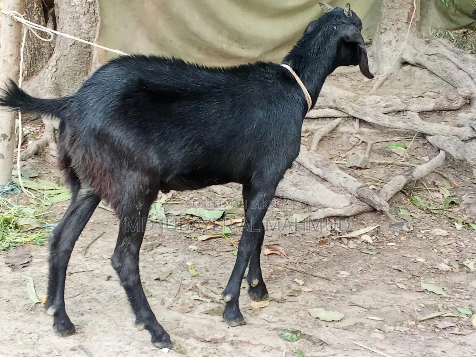 Three castrated goats and one female goat for sale