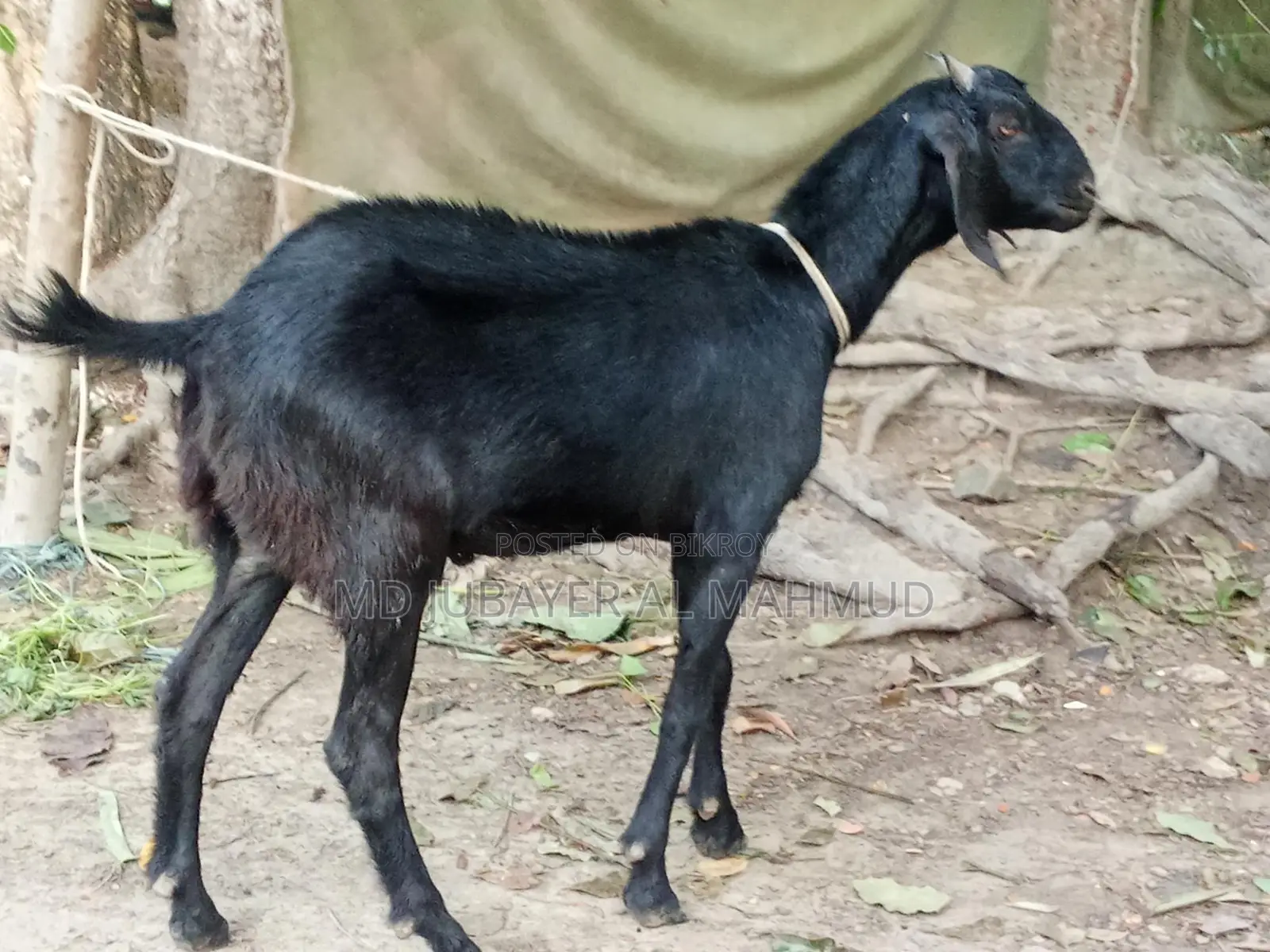 Three castrated goats and one female goat for sale