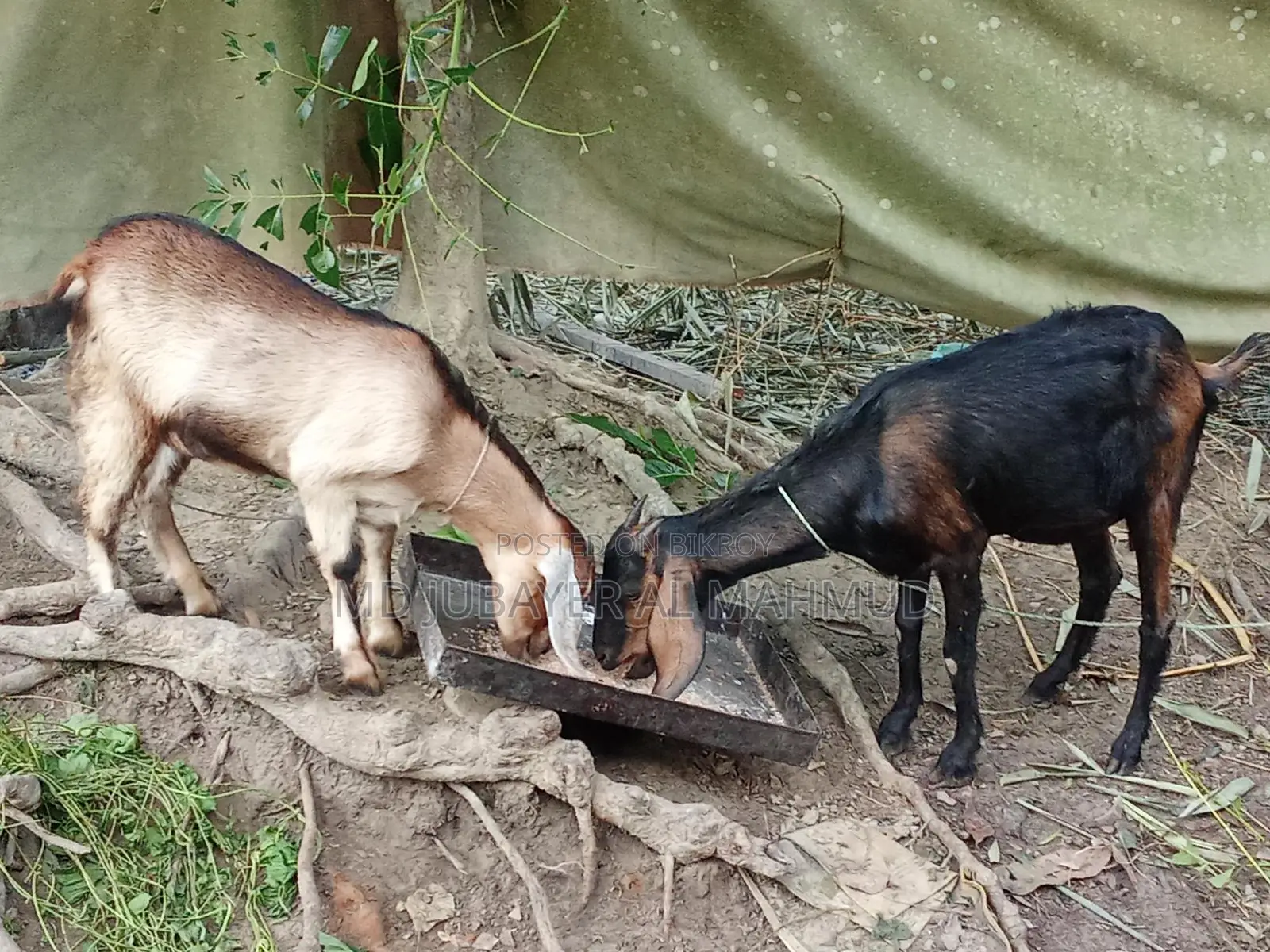 Three castrated goats and one female goat for sale