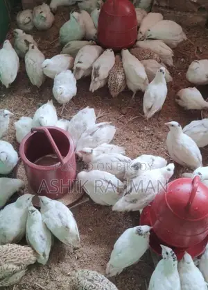 হোয়াইট জায়েন্ট কটনিক্স কোয়েল পাখি