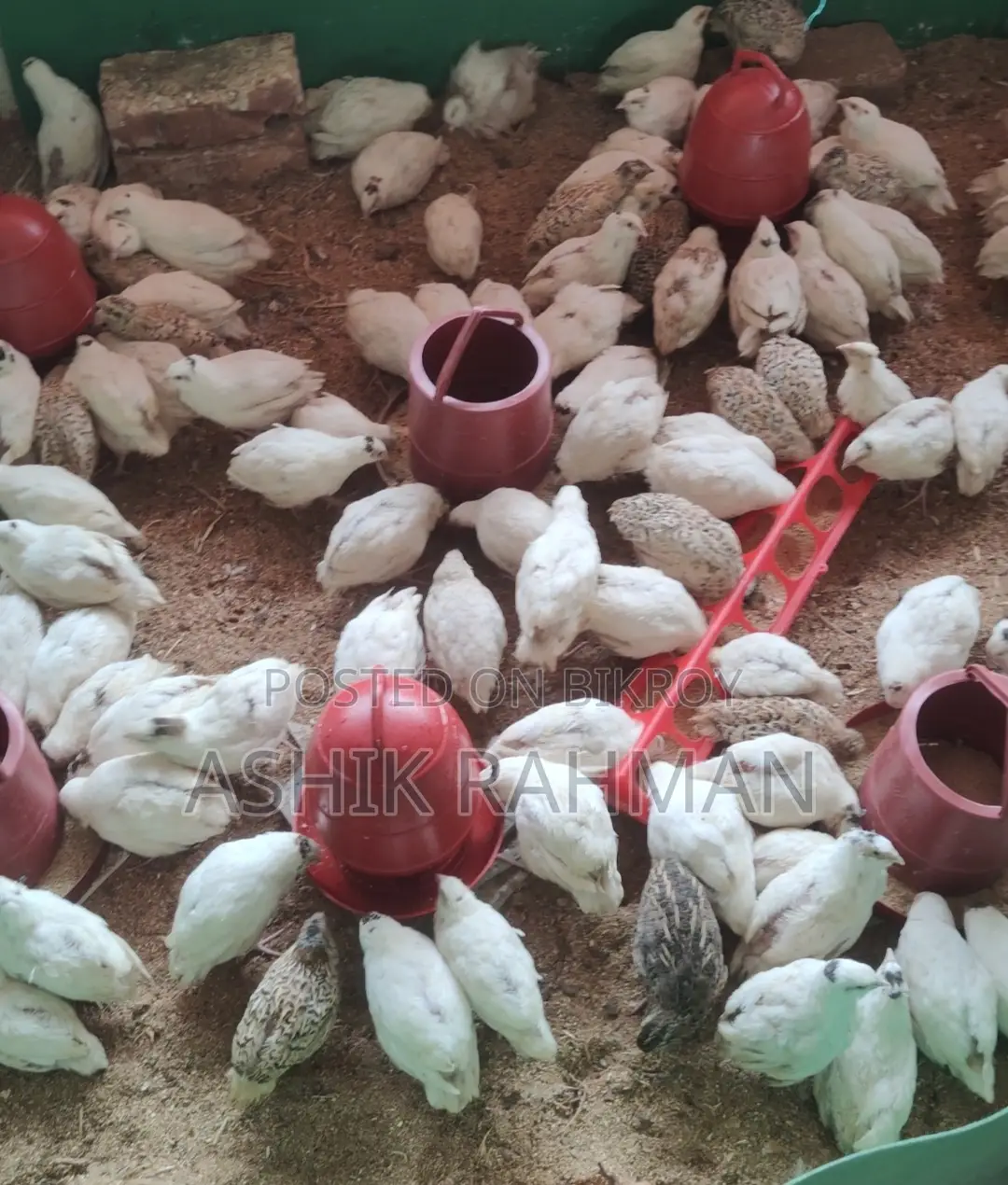 হোয়াইট জায়েন্ট কটনিক্স কোয়েল পাখি