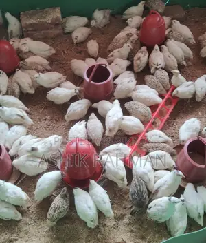 হোয়াইট জায়েন্ট কটনিক্স কোয়েল পাখি