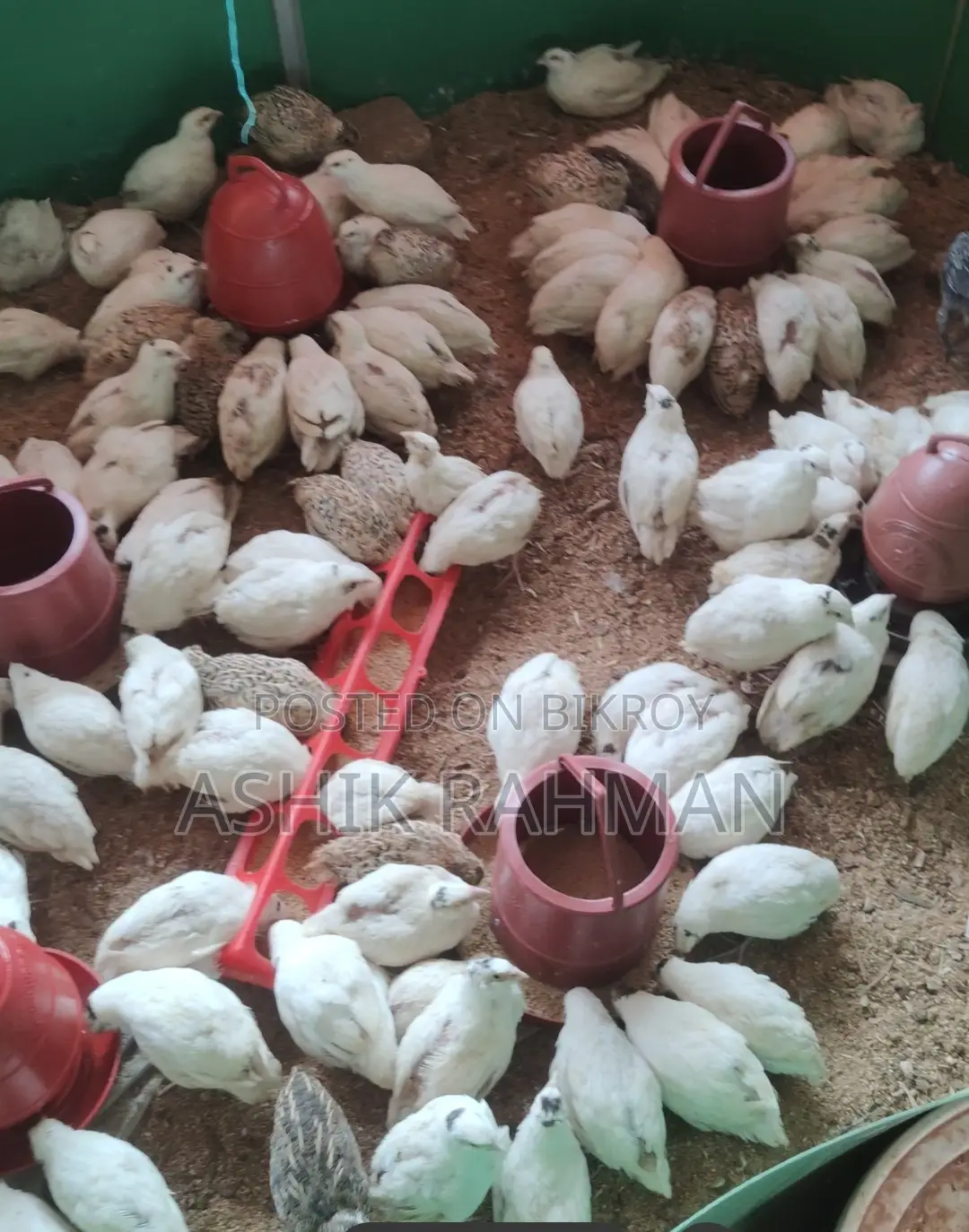 হোয়াইট জায়েন্ট কটনিক্স কোয়েল পাখি