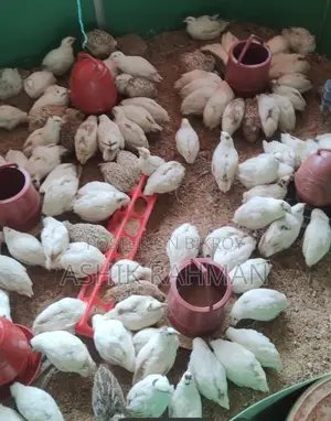 হোয়াইট জায়েন্ট কটনিক্স কোয়েল পাখি