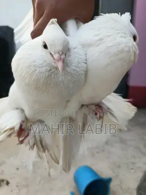 Original Lokkha Kobutor