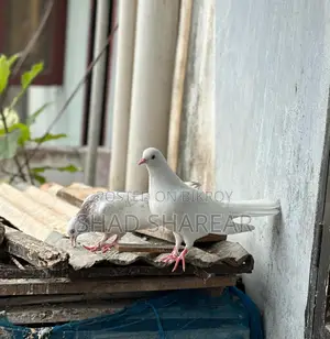 Paira Kobutor