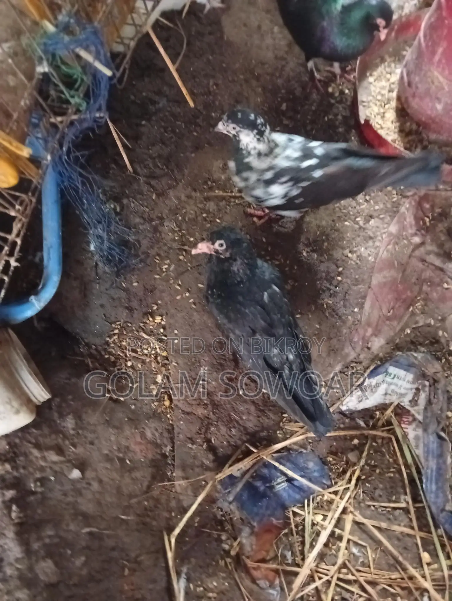 কবুতর বিক্রয়