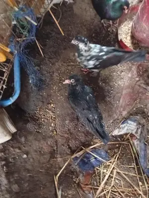 কবুতর বিক্রয়