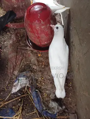কবুতর বিক্রয়