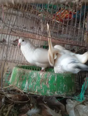 কবুতর বিক্রয়