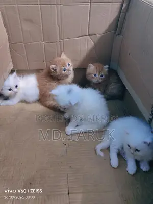Persian cat for sale