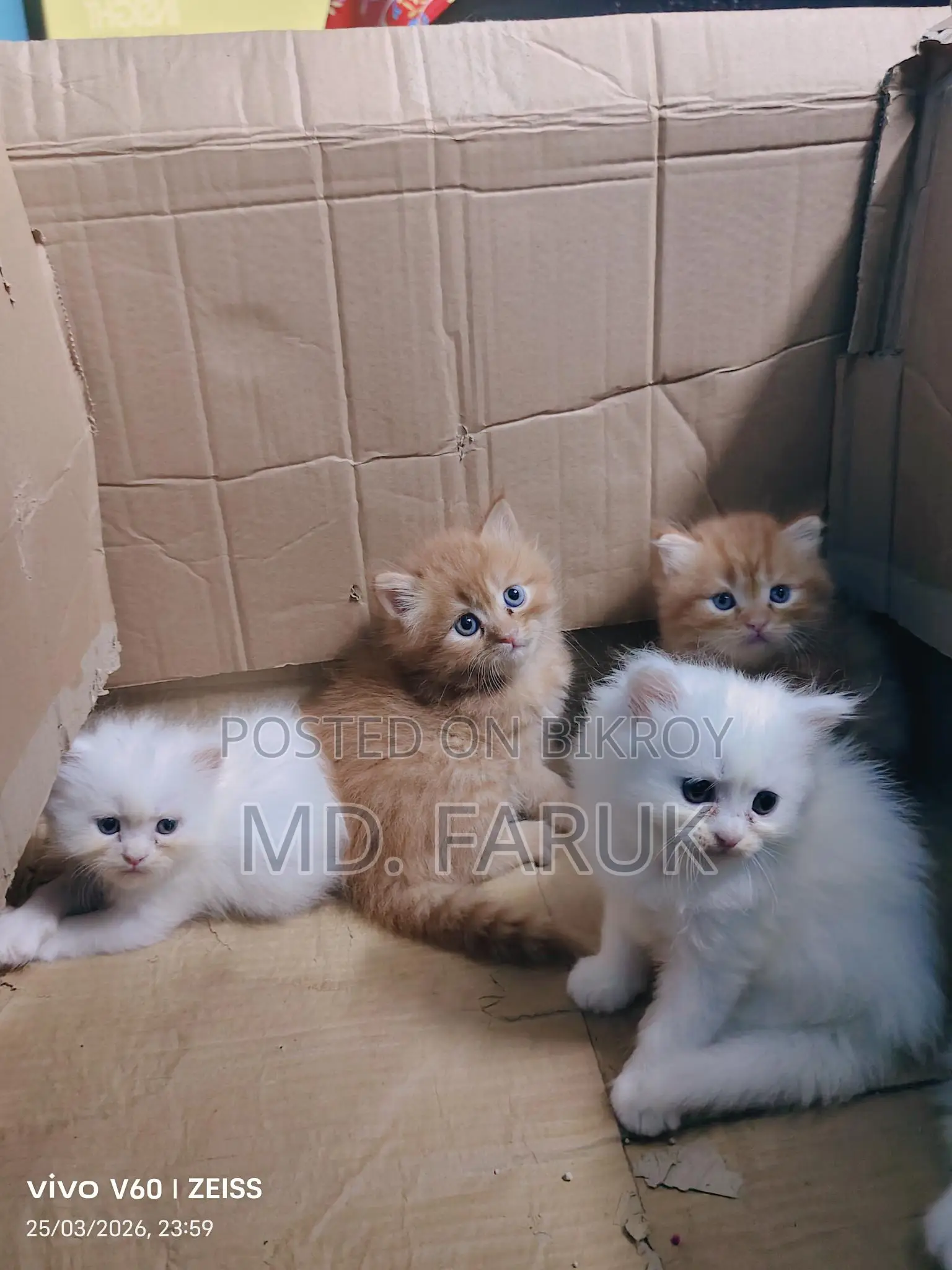 Persian cat for sale