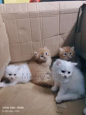 Persian cat for sale