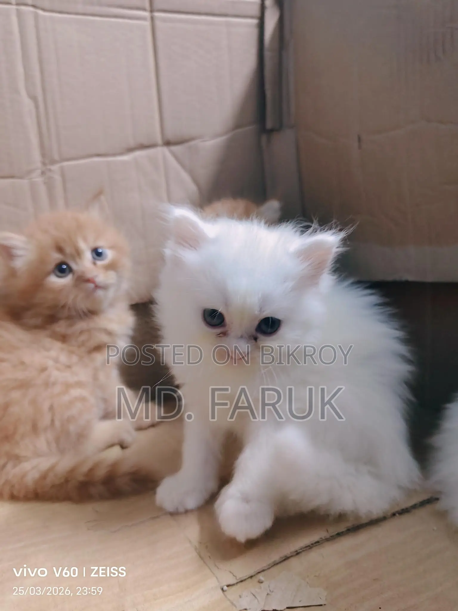 Persian cat for sale