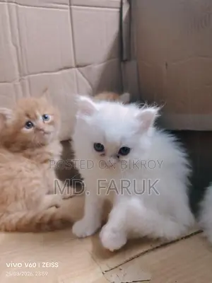 Persian cat for sale