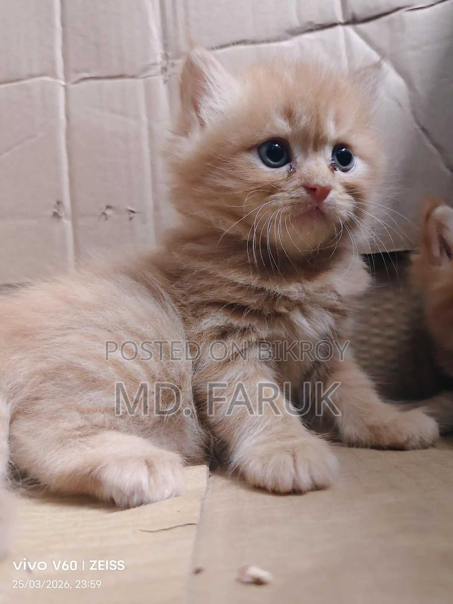 Persian cat for sale